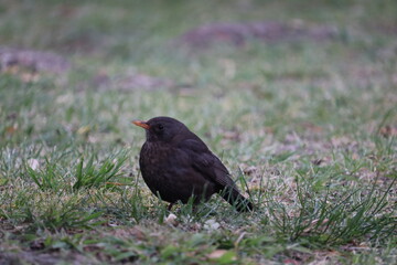 Fototapeta premium blackbird on the ground