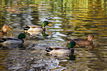 A group of ducks swims on a pond, ripples on the water