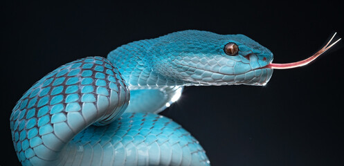 Blue Viper Snake