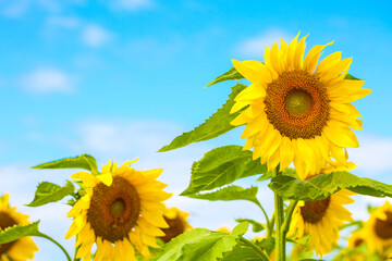 Sunflower, Farm on the North Shore of Oahu, Hawaii