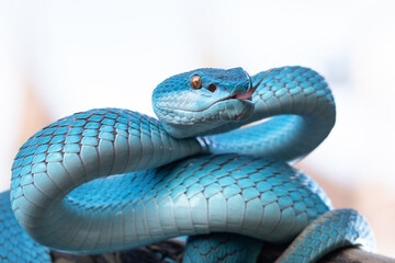 Blue Viper Snake