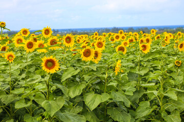 Sunflower, Farm on the North Shore of Oahu, Hawaii