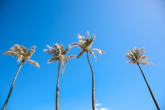 Palm trees in Ala Moana Regional Park, Honolulu, Oahu, Hawaii