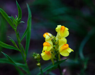 yellow flower