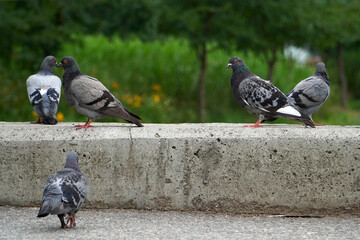pigeons in the park