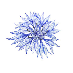 Watercolor botanical illustration, blue cornflowers