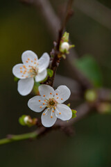 tree flowers