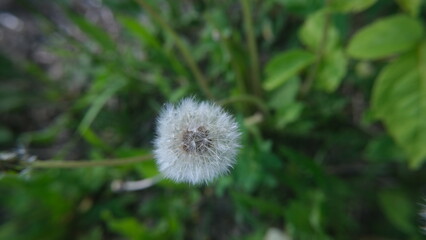 dandelion in the grass