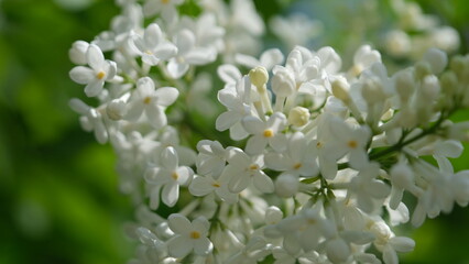 close up of white flowers