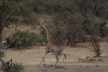 giraffe in the savannah