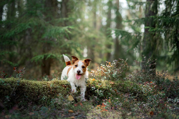 dog in the forest on moss. Sweet Jack Russell on nature