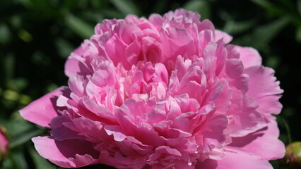 pink and white peony