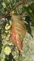 autumn leaves on the tree