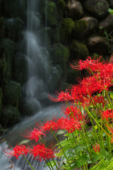 小川に咲く彼岸花