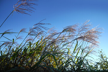 grass and sky