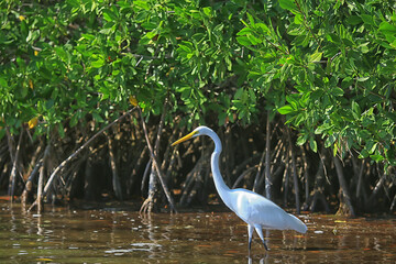 heron mangrove, wildlife, white heron in the jungle