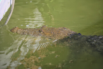 wild crocodile in the river, alligator in the swamp, wildlife predator head