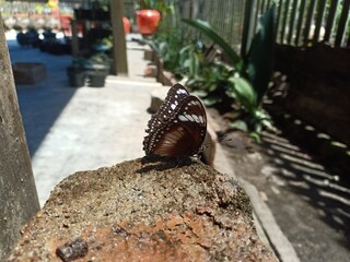 butterfly which has black brown and black color