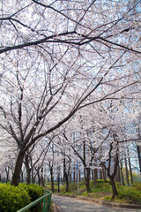 Obraz premium 満開の桜