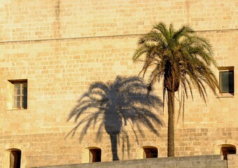 old mediterranean citywall with palmtree and shadow - 386823249