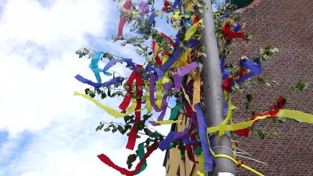 May tree with bright ribbons