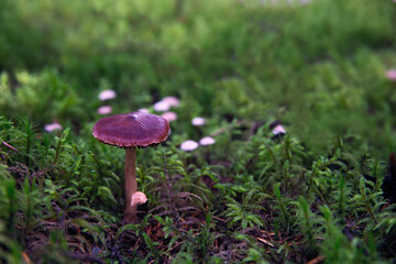 An old poisonous mushroom grows in the forest. Late fall. A lamellar, hallucinogenic mushroom. Psilocybin. Green moss.