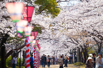 大阪城西の丸庭園の桜