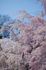 大阪城西の丸庭園の桜