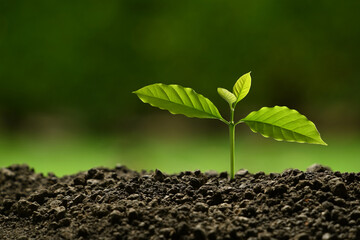 Young plant in the morning light on nature background