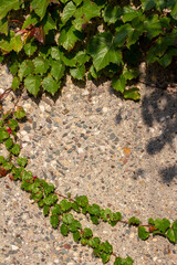 Close up maple leaf texture view of vining leaves on an aggregate stone wall on a sunny day, with a hint of new autumn color