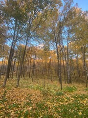 autumn in the forest