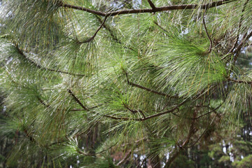 green tree trunk