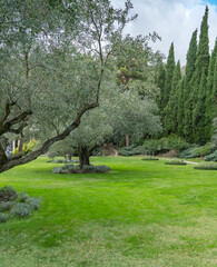 A beautiful view of the landscape park with many rare and relict evergreens on the Black Sea coast. Cypresses, cedars and many flowering trees in the Aivazovsky park in Crimea. Partenit. Olive grove.