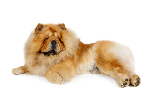 Chow chow dog in studio