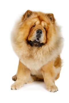 Chinese dog chow chow isolated on a white background
