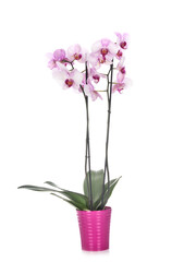 Phalaenopsis in studio