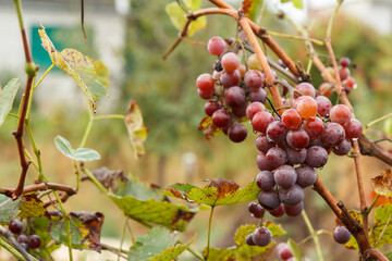 Ripe red wine grapes in summer vineyard.