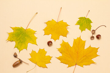 Acorns and dry leaves on a beige background, Top view.