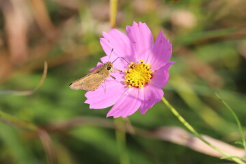 こすもすのピンクの花の蜜を吸うチャバネセセリ蝶
