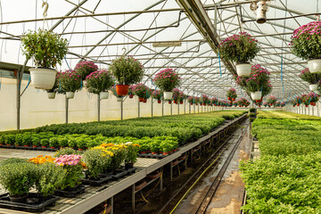Obraz premium Chrysanthemums plants in greenhouse