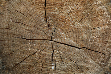 sawn cracked log background close up