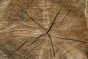 Fototapeta premium sawn cracked log background close up