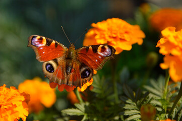 colorful butterfly sitting on the blooming flower close up