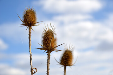 dry thistle heads in sunlight with blue sky and white clouds