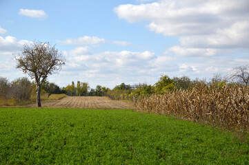 Fototapeta na wymiar rural landscape in Vojvodina in bright autumn day