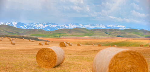 Big round bales of straw in the Harvested field, snowy mountain range in the background