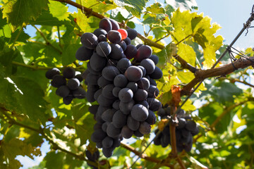 Racimo de uvas de mesa moradas en la parra cubierta con algunas telarañas y bajo la luz solar.