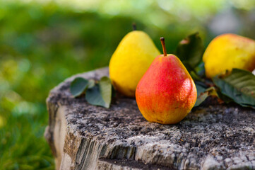Juicy fresh pears in a tree trunk . Juicy ripe pears in a sunny garden. Harvesting. Garden fruits. Yellow pears