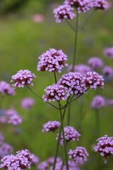 flowers of lavender