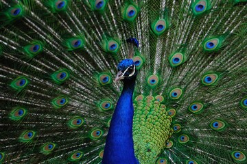 close up of peacock with feathers out - 386829467